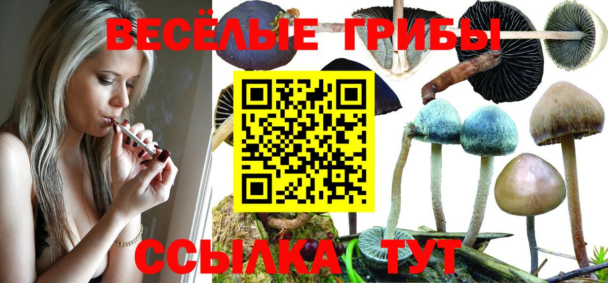 Галлюциногенные грибы Psilocybine cubensis Мценск